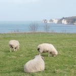 dorset-poole-jurassic-coast-durlde-door-9
