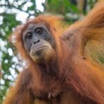 Orang-outan à Bukit Lawang, en Indonésie