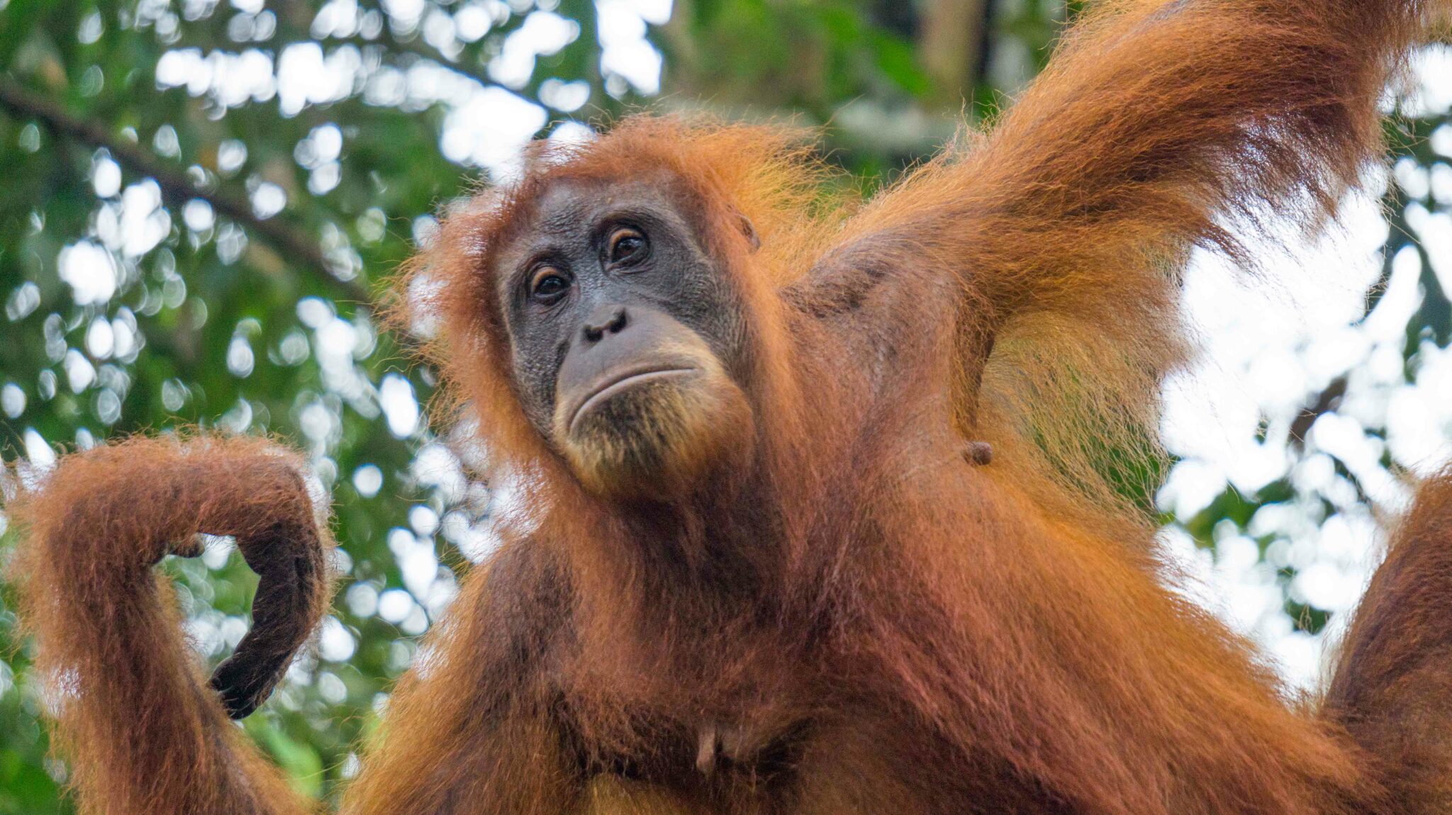 Orang-outan à Bukit Lawang, en Indonésie