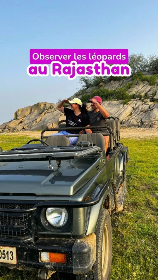 Comment observer les léopards à Jawai, au Rajasthan ? 🐆 

Pendant notre voyage en Inde, on avait très envie d’alterner villes et nature. Le souci, c’est que très peu de blogs ou groupes Facebook répertorient ces destinations. 
En scrollant sur le compte instagram d’un touriste indien, on est tombé par pur hasard sur Jawai, et on a décidé d’y aller. 

Pour organiser notre excursion, on s’est appuyé sur des contacts locaux (souvent des guides indiens) qui nous ont gentiment partagé leur réseau. Un immense merci à Neelam du shop @spice_girls_rajasthan de Jodhpur pour son aide et Girish de Jaipur ! 🙏

INFOS PRATIQUES 

🚗 VENIR JUSQU’A JAWAI : le moyen le plus simple, c’est la voiture privée. Nous avons passé deux jours avec Kishan pour faire Jodhpur > Jawai, puis Jawai > Pushkar en passant par Ranakpur pour 7500 roupies (75€ tout compris). Contact en MP si besoin.

🛌 LOGEMENT : @jawai_pugmark pour 13000 roupies à 2, environ 133€ (safari compris, lodge tout confort luxueux + repas). Il y’a pleins d’autres lodges dans les environs, pour tous les budgets, mais beaucoup étaient fermés avec la basse saison. 

🐆 SAFARI : On a eu la chance de faire le safari en jeep privée, ce qui était vraiment chouette, et de voir 2 léopards sur les 6 qui vivent dans le secteur. L’équipe de l’hôtel était parfaite pour se coordonner, repérer les léopards, et nous étions souvent les premiers sur les spots. On a aussi vu d’autres animaux, dont beaucoup d’oiseaux. 

Ces deux jours étaient aussi l’occasion de découvrir la vie rurale, loin des grandes villes, les bergers, les villages. On a adoré l’expérience. C’est un petit budget, certes, mais ça valait vraiment le coup ! 😍

Envie de + d’infos ? On a tout détaillé dans un article dédié sur le blog (lien en bio). 😉 

#jawai #rajasthan #inde #india #jawaireserve #tourdumonde #tdm #voyage #voyagevoyage #travel #travelcouple #wildlife
